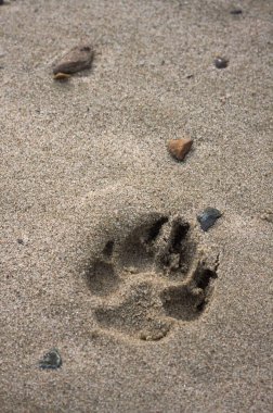 Elbe nehrinin kıyısında bir köpek yarışı dikkatimi çekti..