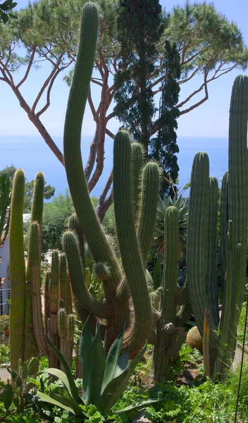 Ein Kaktus Ist Ein Mitglied Der Pflanzenfamilie Cactaceae Einer Familie — Stockfoto