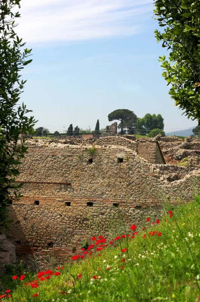 İtalya 'nın Pompeii antik kentinde antik bir duvarın önünde çiçek açan haşhaş tarlası..