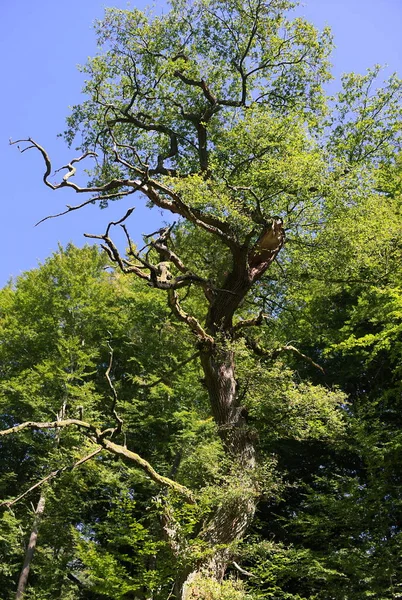 Reinhardswald, Almanya 'nın en büyük ormanlarından ve en seyrek nüfuslu bölgelerinden biridir. Kayın ve meşe özellikle burada gelişir ve Hutewald 'da geniş ahşap çayır alanları vardır. n-