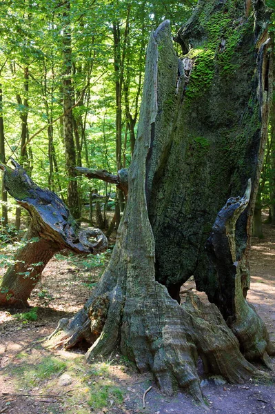Der Reinhardswald Ist Einer Der Größten Wälder Und Dünnsten Besiedelten — Stockfoto