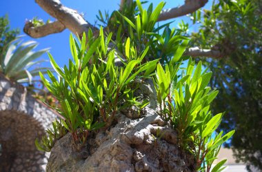 Capri, İtalya 'nın Campania bölgesinde Napoli Körfezi' nin güneyinde, Sorrentine Yarımadası açıklarında bulunan bir adadır. Adada bulunan Capri kasabası da bu ismi paylaşıyor. O zamandan beri bir tatil köyü. 