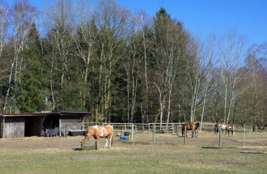 Wittmoor Doğa Koruma Alanı, Almanya 'nın Hamburg eyaletinin kuzeyinde yer almaktadır - ormanın kıyısında bir at otlağı.