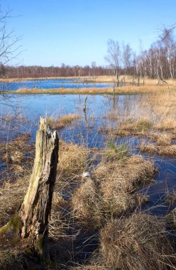 Wittmoor Doğa Koruma Alanı, Almanya 'nın Hamburg eyaletinin kuzeyinde yer almaktadır.