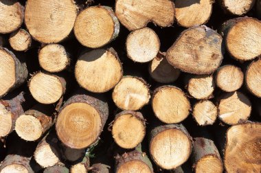 Wittmoor Doğa Koruma Alanı, Almanya 'nın Hamburg şehrinin kuzeyinde yer alan bir odun yığınıdır.