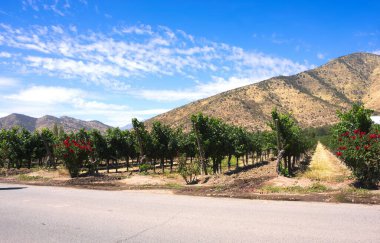 Şili 'nin Santiago bölgesinde bir üzüm bağı. Bu fotoğraf Şubat 2016 'da çekildi..