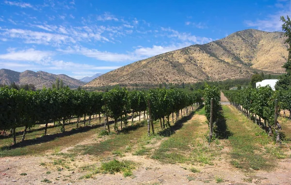 Santa Rita Winery巡回演出发现这个坐落在安第斯山脉脚下 位于该国最重要的葡萄酒产区之一 梅波谷内的历史性酿酒厂 图库图片