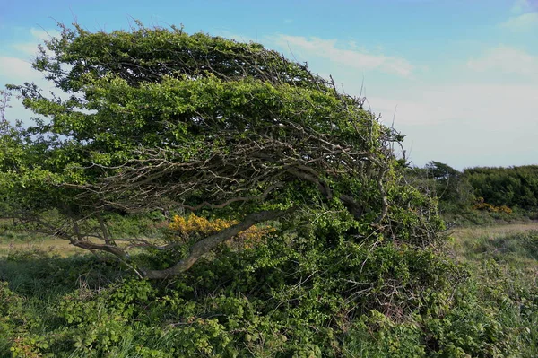 Beachy Head Een Landtong Aan Zuidkust Van Engeland Nabij Stad — Stockfoto