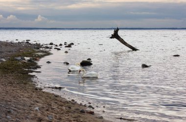 Brodtener dik bankası bir yaklaşımdır. Schleswig-Holstein 'deki Luebecker körfezinin 4 km uzunluğunda kıyı şeridi, Baltık sahil beldesi Niendorf belediyesi Timmendorfer plajı ve Luebecker Baltık sahil beldesi Travemuende ile sınırlıdır..