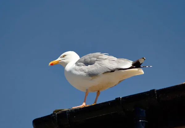 Gulls Seagulls Seabirds Family Laridae Suborder Lari Most Closely Related — Stock Photo, Image