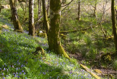 İskoçya 'daki Dragonfly Patikası boyunca bir çiçek tarhında yosun ağacı