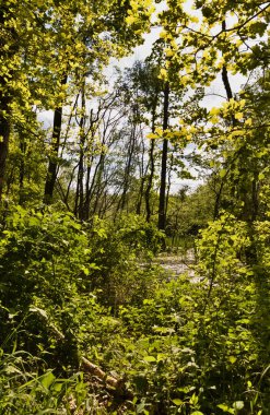 Sachsenwald, Almanya 'da Hamburg eyaletinde yer alan bir ormandır. Bu fotoğraf ilkbaharda bir açıklık gösteriyor.