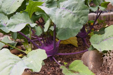 Lezzetli kohlrabi, tahsis edilen bahçede de harika bir şekilde yetiştirilebilir.