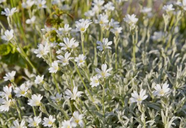 Yaz çiçeğindeki kar ya da gümüş halı adına göre yaşar. Halısı ya da paspası andırıyor ve çok hızlı bir şekilde 25 cm 'ye kadar çıkıyor..