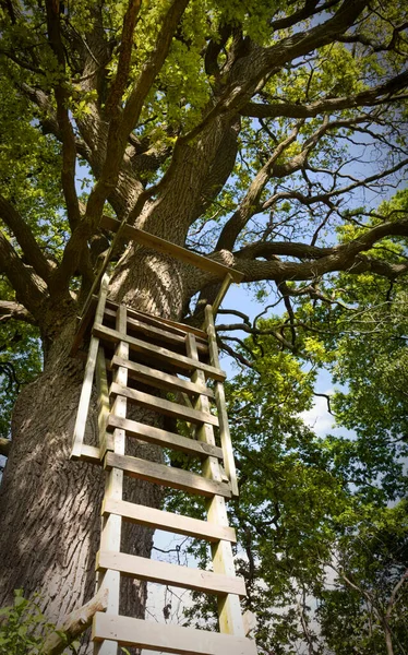 Asiento Cazador Libre Árbol Fotografiado Sachsenwald Cerca Hamburgo — Foto de Stock