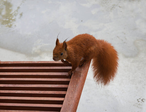A squirrel visited our terrace to look for nuts