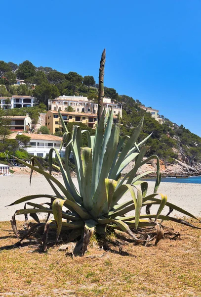 Giant Agaves Also Feel Home Beach Canyamel Mallorca — Photo