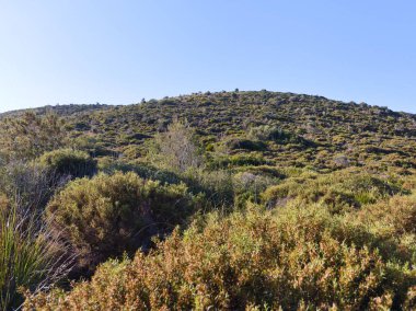 Mallorca 'nın Balearic adasındaki Canyamel yakınlarındaki bir tepede çalı çayırlar.