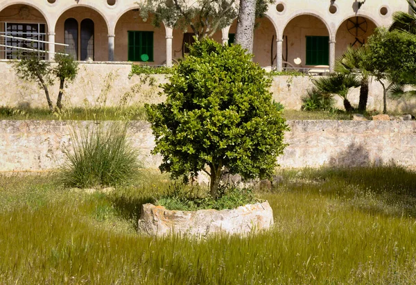 位于巴利阿里群岛马略卡岛的科拉修道院的哥特式庭院中的花园 — 图库照片