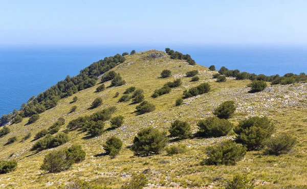Green Hill Crest Area Canyamel Balearic Island Mallorca — Stockfoto