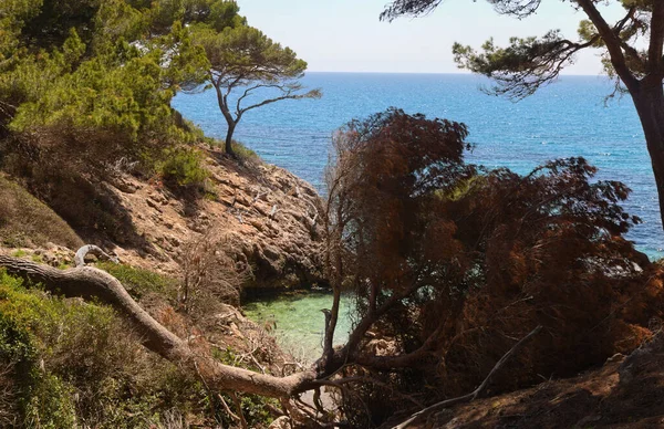 Overgrown Coast Canyamel Balearic Island Mallorca — Stockfoto