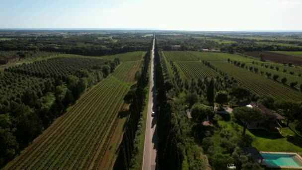 Luftaufnahme Der Viale Dei Cipressi Bolgheri Italien Eine Vier Kilometer — Stockvideo