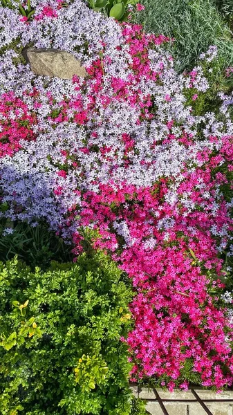 自然の中の庭の美しい花 — ストック写真