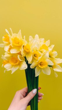 Sarı nergisler gri arka planda vazoda