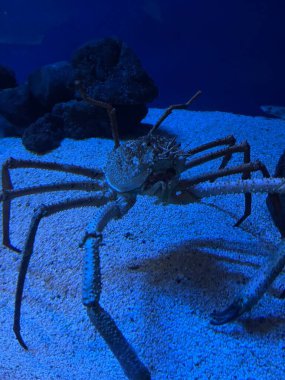 Büyük yengeç mavi suların altında