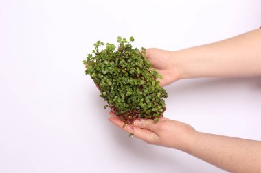 Fotokopi alanı olan beyaz bir arkaplanda izole edilmiş mikro yeşil bitkiye sahip bir el