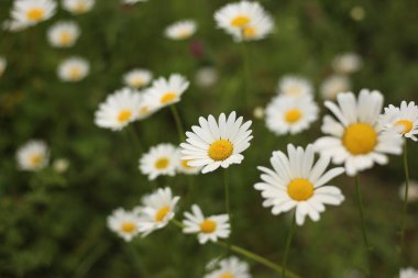 Papatya yeşil çimen ve papatya çiçeğinin arka planında