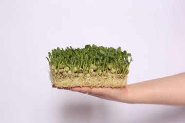 Eldeki bezelye yeşili beyaz arkaplanda izole