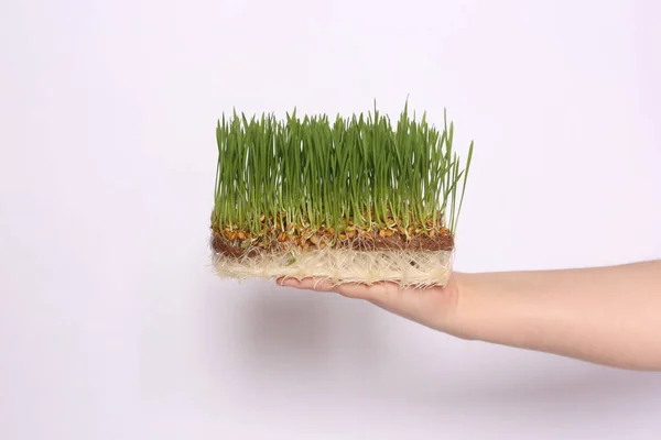 microgreen of wheat on hand on white background