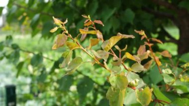 Bir meyve ağacının dalı. Sıcak bir yaz günü. Verimli bir ağaç. Sarı-yeşil yapraklar. Doğa.