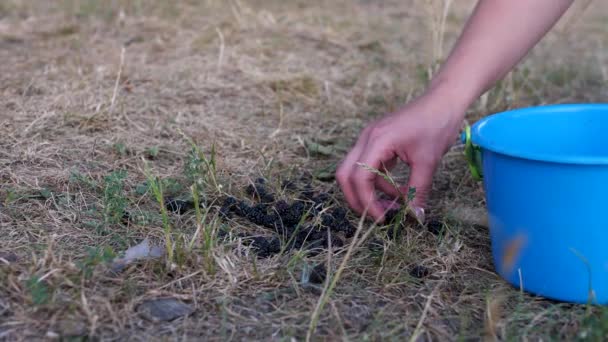 Das Mädchen Sammelt Beeren Einem Eimer Auf Dem Boden Verstreute — Stockvideo