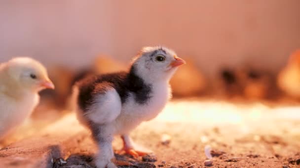 Küken Der Brüterei Küken Hause Aufziehen Das Kleine Huhn Schläft — Stockvideo