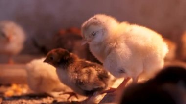 White Chicken View. Raising chicks in an incubator. The little chicks are warming under the lamp. Close-up of the film.