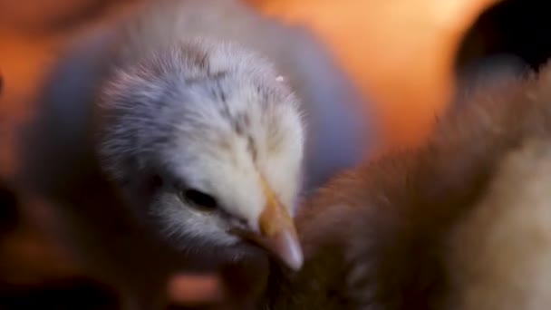 White Chick Close Head Chicken Agriculture Poultry Close Portrait Chicken — Stockvideo