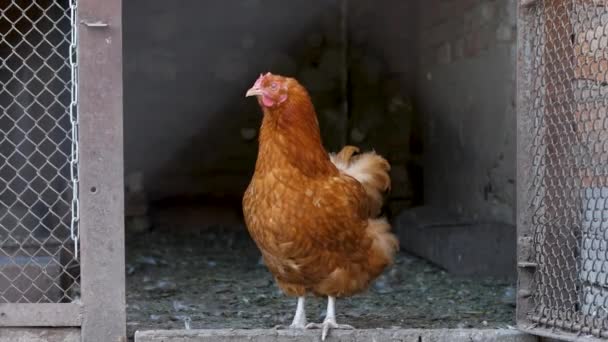 Pollo Granja Esgrima Para Los Pollos Agricultura — Vídeos de Stock
