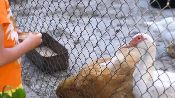 Egy Gyerek Csirkéket Etet Hálón Keresztül Csirkék Sportolók Pulykák Ugyanabban — Stock videók