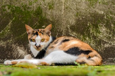Hamileliğin sonlarına doğru üç renkli dişi kedi sıcak bir günde arka bahçede dinleniyor.