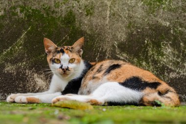 Hamileliğin sonlarına doğru üç renkli dişi kedi sıcak bir günde arka bahçede dinleniyor.