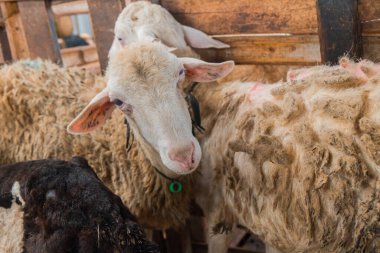 Esaret altında koyunların detayları ve tüketim için geliştirilen koyunların çeşitli boyutları burada, çok sağlıklı ve temiz.