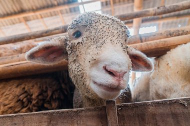 Esaret altında koyunların detayları ve tüketim için geliştirilen koyunların çeşitli boyutları burada, çok sağlıklı ve temiz.