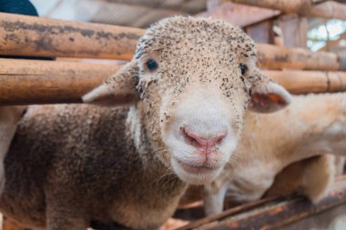 Esaret altında koyunların detayları ve tüketim için geliştirilen koyunların çeşitli boyutları burada, çok sağlıklı ve temiz.