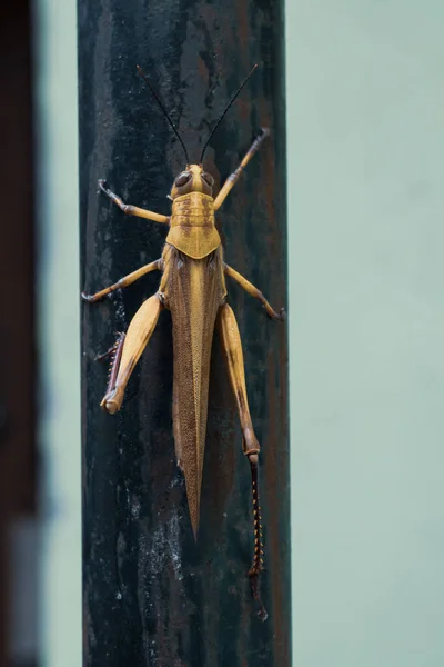 Close Detail View Golden Brown Grasshopper Perched Black Iron Pole — Stock Photo, Image