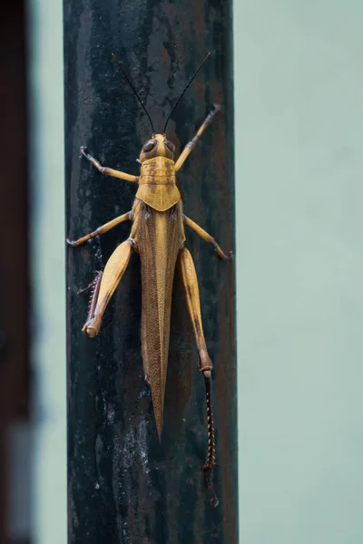 Vista Cerca Detalle Saltamontes Marrón Dorado Posado Sobre Poste Hierro —  Fotos de Stock