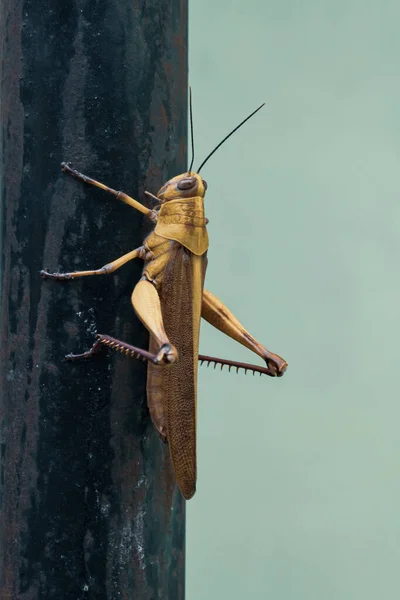 Vista Cerca Detalle Saltamontes Marrón Dorado Posado Sobre Poste Hierro —  Fotos de Stock