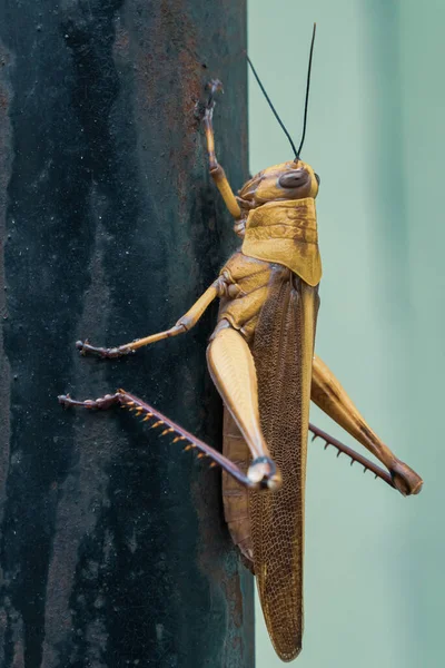 Close Detail View Golden Brown Grasshopper Perched Black Iron Pole — Stock Photo, Image