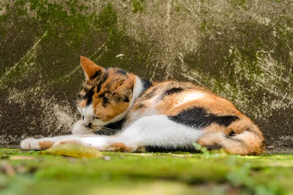 Tricolor Female Cat Late Pregnancy Relaxing Backyard Hot Day — ストック写真